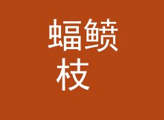 蝠鲼枝 Manta Branch 算不算好名字？聊聊试听会品牌的署名逻辑